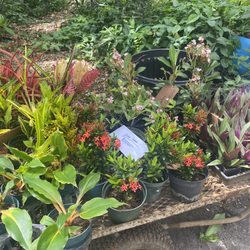 Charles Nii Nursery - Going to private school