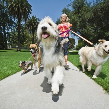 SniffSnout Let's Go Out - Dog Walkers Near Me SniffSnout Let's Go Out - Dog Walkers Near Me