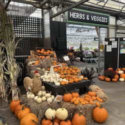 Pumpkins