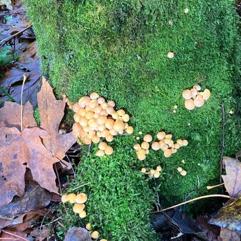 Crystal Falls - Trailhead - Hiking Near Me - Coquitlam, British Columbia