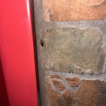 Jimmy John's - Have night crawlers running around - Sandwiches Near Me - Bradenton, Florida Jimmy John's - Have night crawlers running around - Sandwiches Near Me - Bradenton, Florida