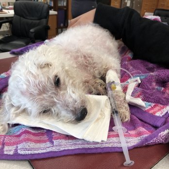 Veterinary Emergency Group - Emergency Pet Hospital Near Me - Carle Place, New York Veterinary Emergency Group - Emergency Pet Hospital Near Me - Carle Place, New York
