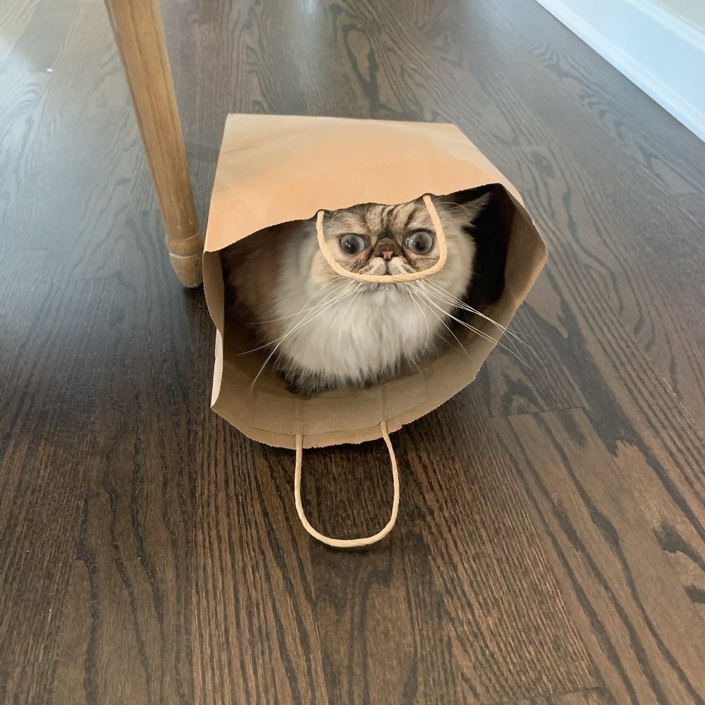 Elite Kitten - Bella in a brown bag - Pet Breeders Near Me