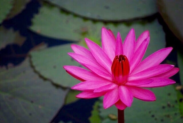 Balance acupuncture and massage