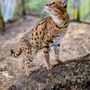 Photo of Wild Felid Advocacy Center of Washington
