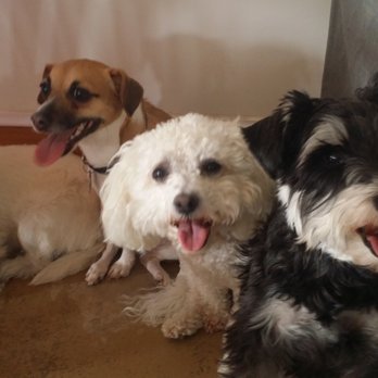 The Dog Hut - Pet Groomers Near Me - McFarland, Wisconsin The Dog Hut - Pet Groomers Near Me - McFarland, Wisconsin