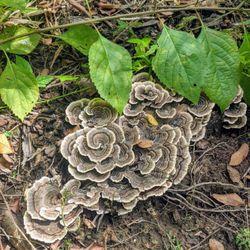 Entergy Park - Wild Mushrooms