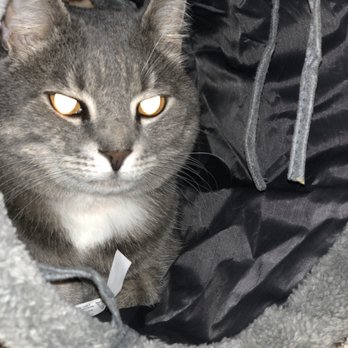 Cook Out - this is my cat lamar, enjoy his cuteness:) - Burgers Near Me - Greer, South Carolina
