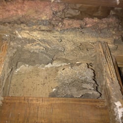 Blue Star Pest Control - Termites had a field day!