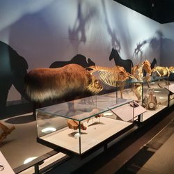 Royal Alberta Museum - Museum