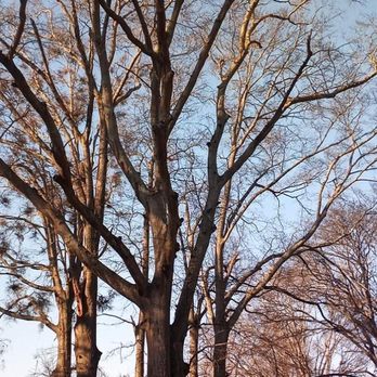A Brother's Professional Tree Service - Tree Services Near Me - The Rock, Georgia A Brother's Professional Tree Service - Tree Services Near Me - The Rock, Georgia