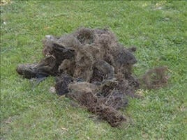 Livingston Septic Service - septic in Easton, MD