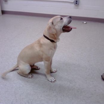 The Dog Diva - A dog really focusing on their owner. Good dog! - Pet Training Near Me The Dog Diva - A dog really focusing on their owner. Good dog! - Pet Training Near Me