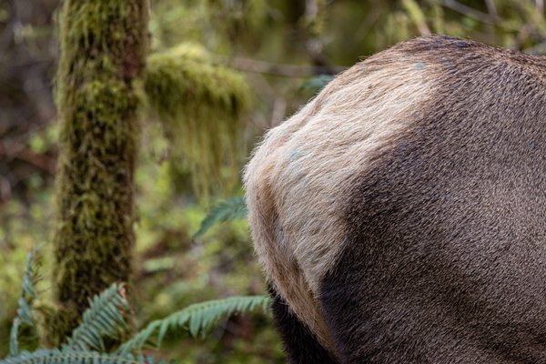 Hoh Rain Forest by null
