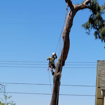Ortega's Jr Tree Service - Rafael- master orchestrator directing his crew down below on safely bringing down cut pieces - Tree Services Near Me - Riverside , California