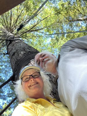 Redwoods Treewalk by null