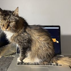 Columbia Veterinary Hospital - Hmm?