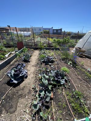 Florence Fang Community Farm by null