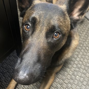 K9 Training Solutions - Pet Training Near Me - Gold River, California