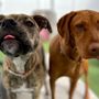 Photo of Central Bark Doggy Day Care