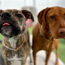 Central Bark Doggy Day Care