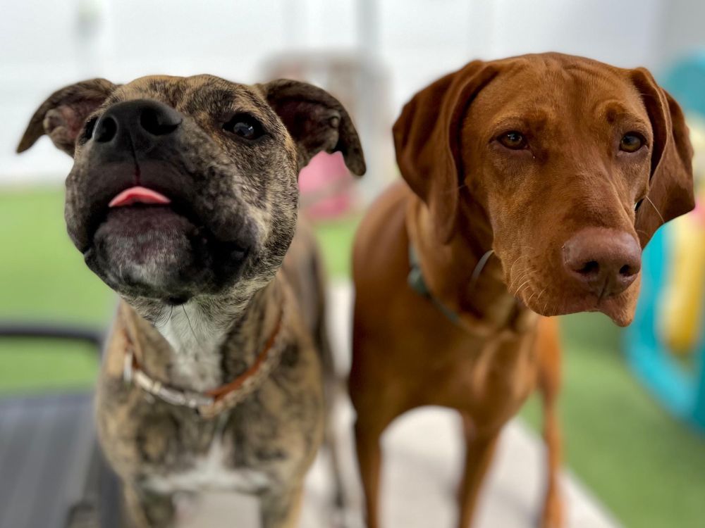 Central Bark Doggy Day Care - pet boarding facility in Brookfield, WI