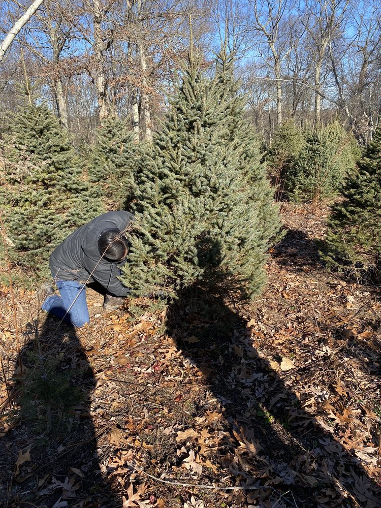 CHARLIE BROWN’S CHRISTMAS TREE FARM near you at 167 Wopowog Rd, East