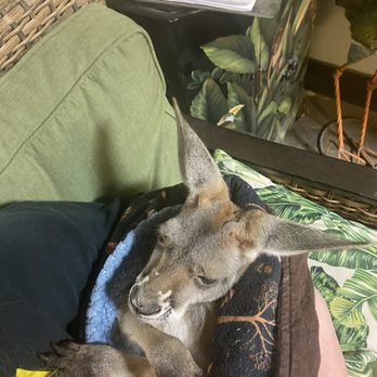 Sustainable Safari - Kangaroo holding experience wasn't bad. And the worker seemed very educated about them - Petting Zoos Near Me - Maplewood, Minnesota Sustainable Safari - Kangaroo holding experience wasn't bad. And the worker seemed very educated about them - Petting Zoos Near Me - Maplewood, Minnesota