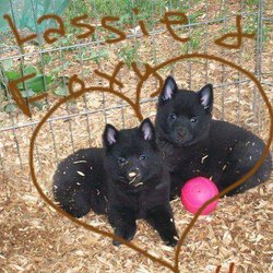 The dog house - Schipperke pups love to be groomed!