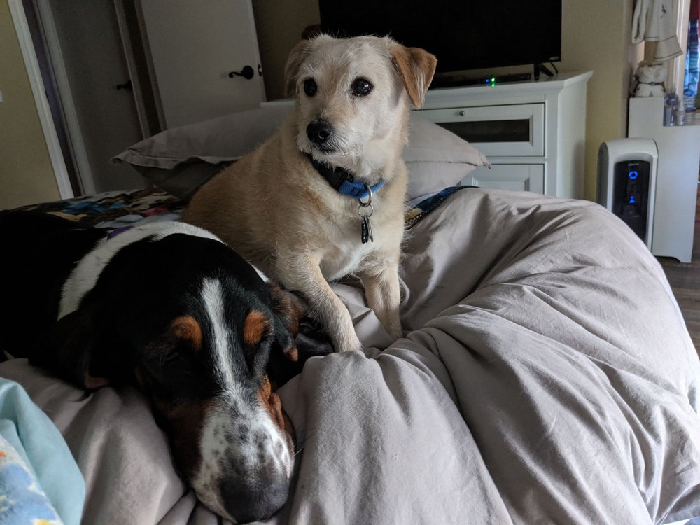 PROTEIN FOR PETS 127 Photos & 199 Reviews 7385 Milliken Ave, Rancho