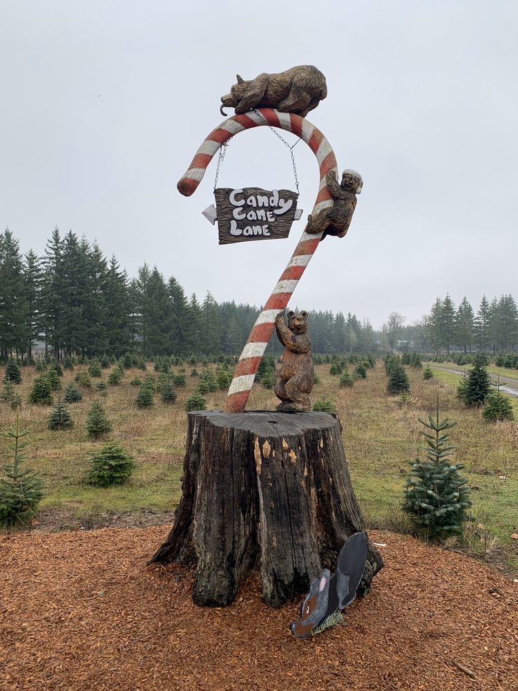 CARROLL’S COUNTRY CHRISTMAS TREES TEMP. CLOSED 17 Photos & 10 Reviews Christmas Trees