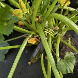 Wholesale Mulch and Gravel - Have multiple zucchini growing
