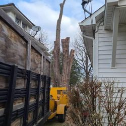 Dennison Tree Removal