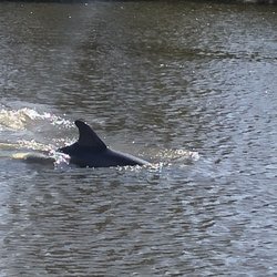 Dolphin cruising by.