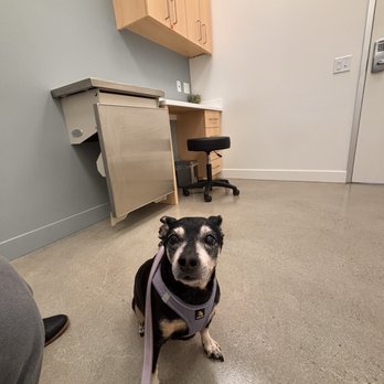 Promenade Veterinary Hospital - Veterinarians Near Me - Long Beach, California