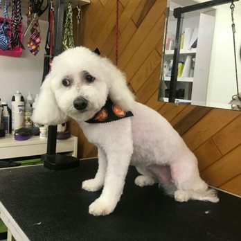 Ellie's Grooming - Pet Groomers Near Me - Newfoundland, New Jersey