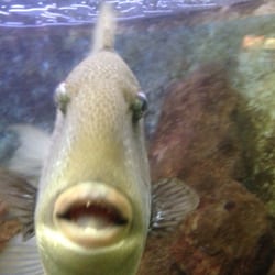Aquarium