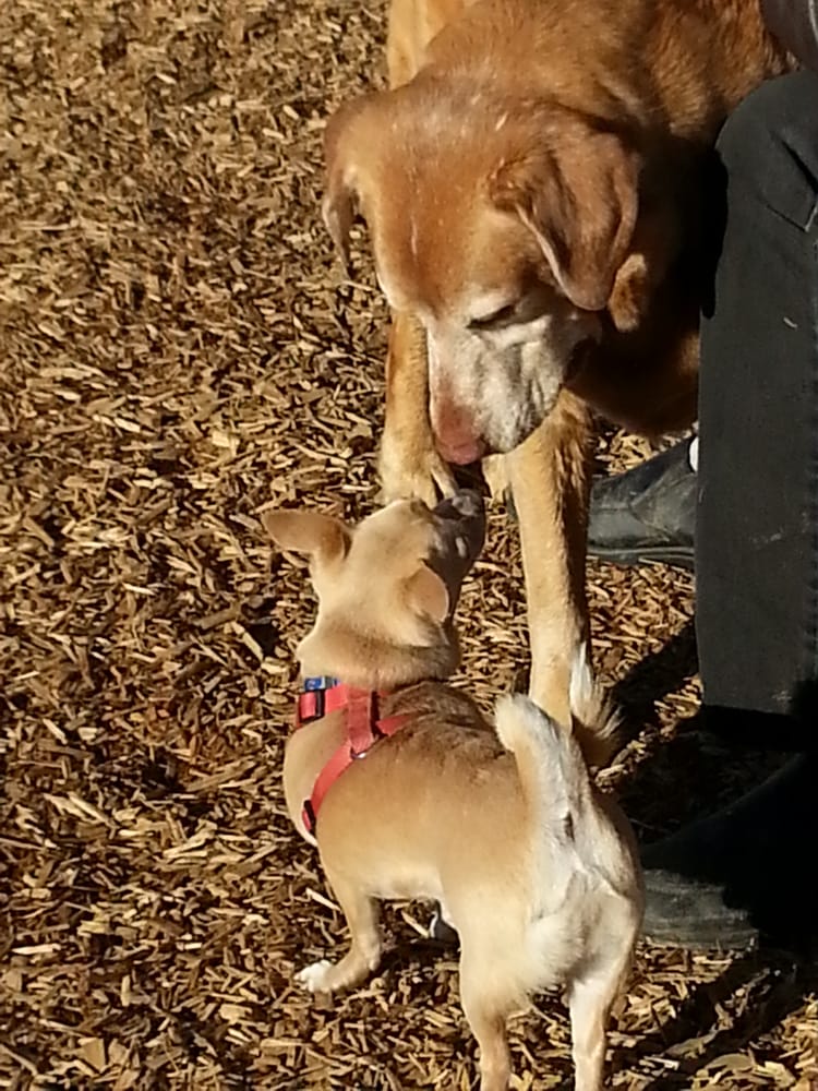 South Mt. Juliet Bark Park Logo