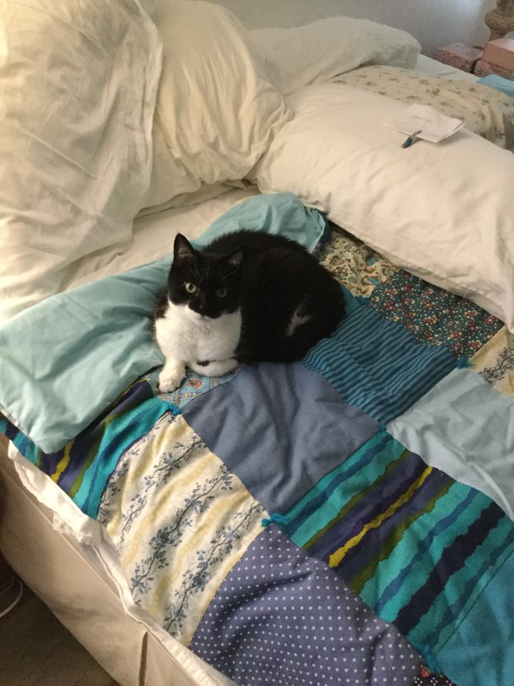 THE CAT LADY PET SITTER Venice, Florida Pet Sitting Phone Number