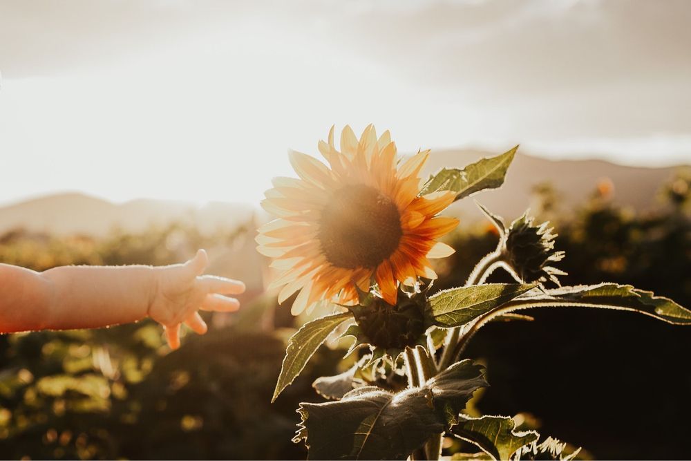 ANDELIN FAMILY FARM TEMP. CLOSED Updated September 2024 482