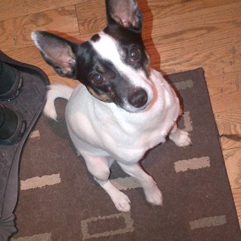 Ari Vera Pet Care - Junior as a baby - Pet Sitting Near Me Ari Vera Pet Care - Junior as a baby - Pet Sitting Near Me