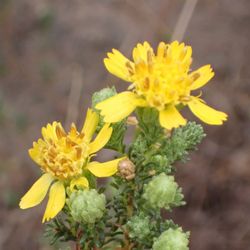 Santa Susana Pass State Historic Park