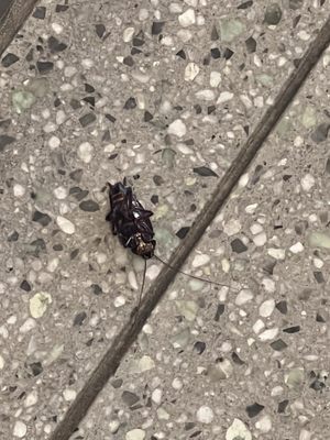 Chopt Creative Salad Co. by null