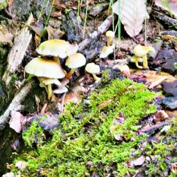 Yatesville Lake State Park - Shrooms!!