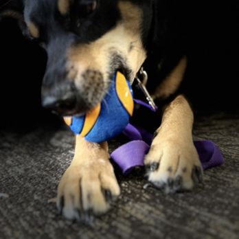 Pups n Pets - Playtime with the favorite Chuck it ball. - Dog Walkers Near Me