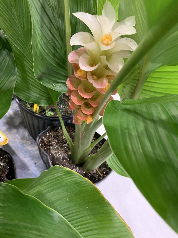 Reviews of LOWE’S HOME IMPROVEMENT Updated September 2024 36