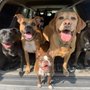 Photo of Red Rover Adventures In Pet Care