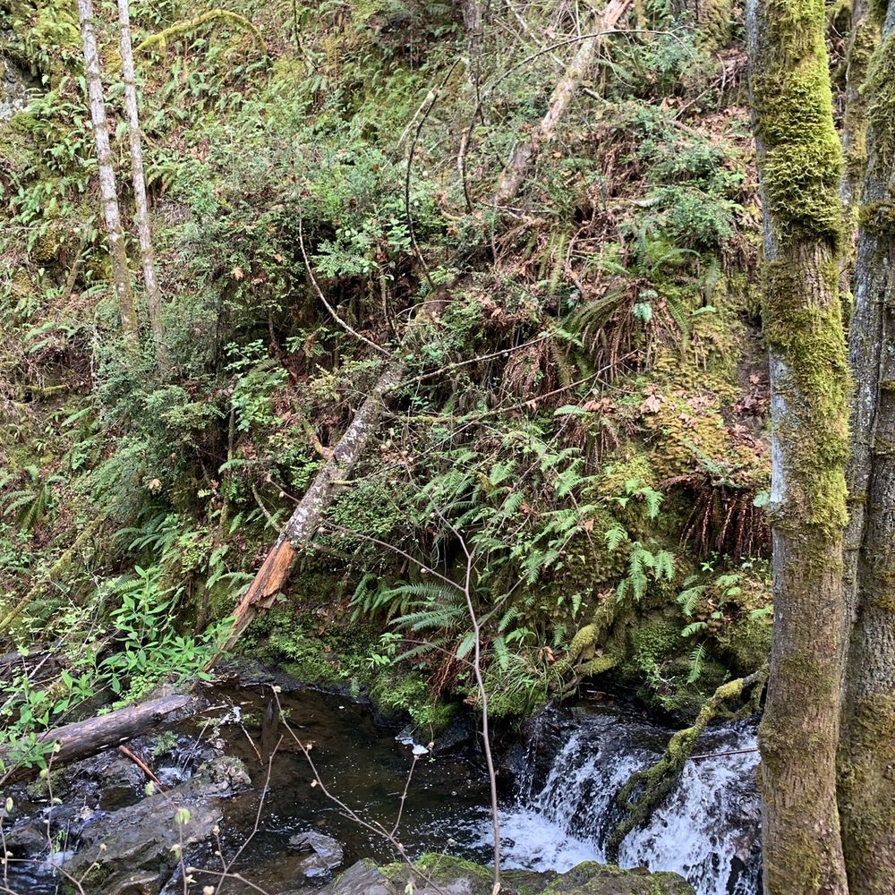 Dickerson Creek Waterfall - Nature - Hiking Near Me - Bremerton, Washington