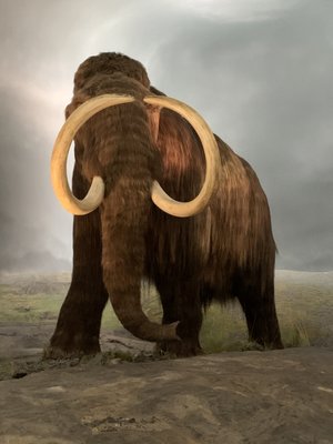 Royal BC Museum by null