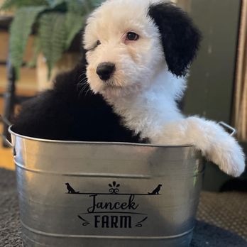 Jancek Farm - AKC Old English Sheepdog puppy - Pet Breeders Near Me - New Era, Michigan Jancek Farm - AKC Old English Sheepdog puppy - Pet Breeders Near Me - New Era, Michigan
